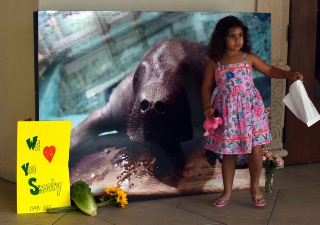 A girl visits a memorial to Snooty outside the South Florida Museum in Bradenton on Sunday, the day the beloved 69-year-old manatee died. [HERALD-TRIBUNE ARCHIVE / 2017 / CARLOS R. MUNOZ]