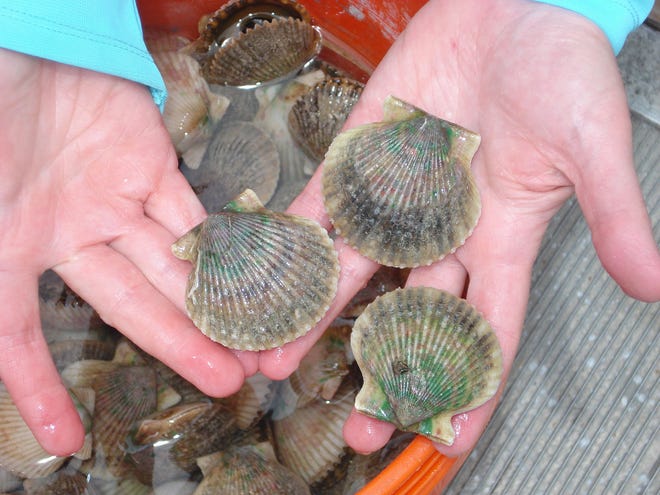 A fisherman shows off harvested scallops. The Florida Fish and Wildlife Conservation Commission says studies conducted in June show scallops are rebounding in St. Joseph Bay. [FWC PHOTO]
