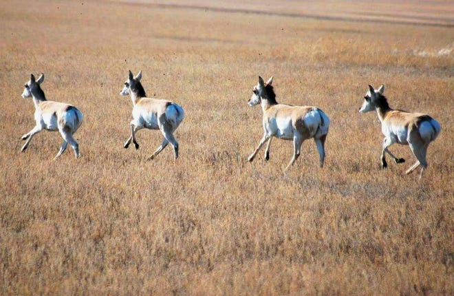 In this undated file photo, pronghorns run through a field near Bismarck, N.D. North Dakota's pronghorn population and the popular hunting opportunity it provides both have taken a blow this year, with both wet and dry weather cited as reasons. Pronghorn numbers are down 14 percent from 2016, and the number of licenses being offered for the fall hunt is down 44 percent. The state's wildlife chief acknowledges it's a big setback.