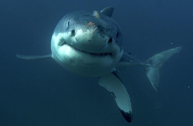 This undated image shows a great white shark. [DISCOVERY CHANNEL via AP]