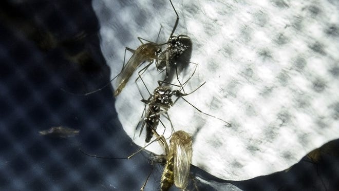 A batch of different types of mosquito breeds are seen last year after being collected by City of Austin's Danny Gonzalez, environmental health officer 3.