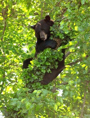 (File) A black bear was spotted in Evesham on Wednesday evening. Above, a black bear that climbed a tree behind the Mill Run condos off Route 130 in Delran was shot with a tranquilizer dart and moved out of the area by wildlife management officials in May 2013.