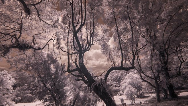 John Reuter shot the spectacular tree in the digital infrared image Bukit Brown during a 2009 trip to Singapore. His works are seen in “Second Impressions, Polaroid Process to Singapore Infrared,” at the Palm Beach Photographic Centre.