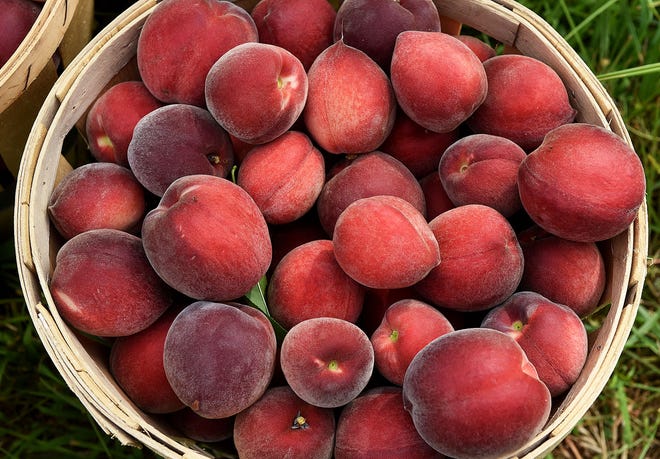 (File) Fresh peaches, as well as baked goods and ice cream made with the summer fruit, will be part of the annual Peach Festival at the First United Methodist Church in Moorestown.