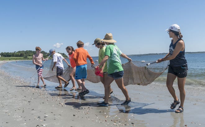 Norman Bird Sanctuary campers retrieve their catch from the seine net Monday at Third Beach in Middletown.