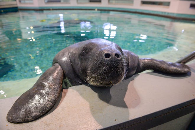 Snooty turned 69 on July 21 at the South Florida Museum in Bradenton. [HERALD-TRIBUNE ARCHIVE / 2016]