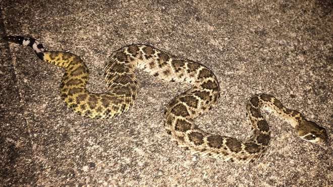 A rattlesnake is spotted on a sidewalk outside a home in South Austin on a recent summer night. Roberto Villalpando / AMERICAN-STATESMAN