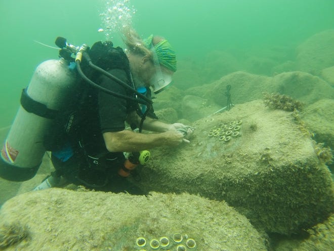 Mote Marine Laboratory scientist David Vaughan places a piece of coral into the rock at Fort Zachary Taylor State Park in Key West. 

[Photo provided by Constantine Hanzivasilis]