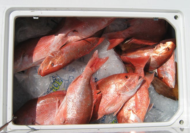 Several iced red snapper wait to be unloaded off a boat to be weighed July 28 at the Grand Isle Tarpon Rodeo. [Brent St. Germain/Staff – houmatoday/dailycomet]