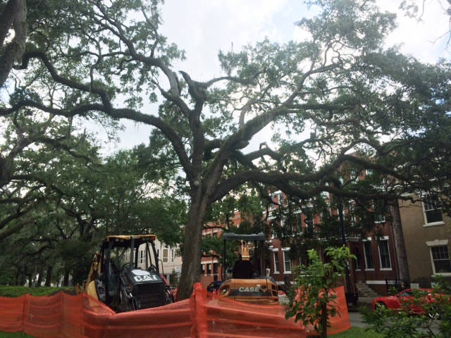 The City of Savannah is seeking to recover more than $37,000 in fines and restitution from a local contractor for fatally damaging a city-owned Live Oak tree.