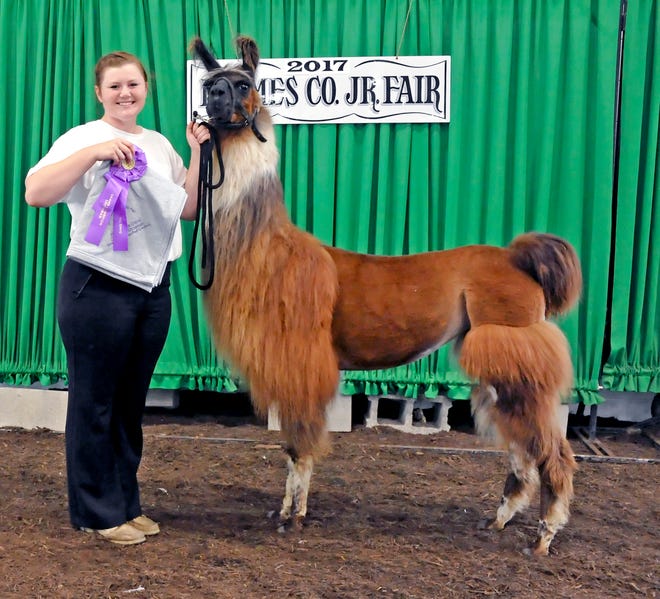 Tallie Troyer won the intermediate llama/alpaca showmanship award.
