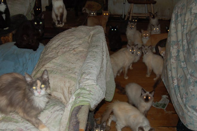 Cats stare at a camera inside a hoarder's home in Port Orange. The apartment's renter was ultimately sentenced to two years' probation on charges of animal cruelty and neglect and a judge ordered her to undergo mental-health treatment. Under the law, mental health treatment was not required, but a bill revived by Sen. Dorothy Hukill, R-Port Orange, last week would define animal hoarding as a criminal act, make it a third-degree felony and mandate mental health care for those convicted of animal hoarding. [City of Port Orange]