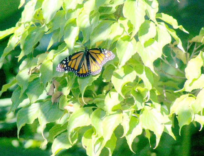 A monarch butterfly photographed at 10:15 a.m. on July 21 outside the welcome center at the Norman Bird Sanctuary. Photo by Matt Eldridge