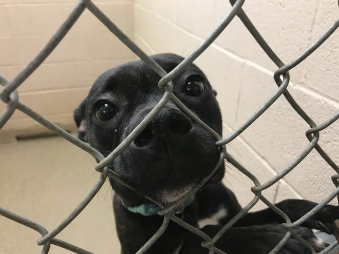 The Cleveland County Animal Shelter is looking to clear the shelter this Saturday by discounting the price of pet adoptions. [Joyce Orlando/The Star]
