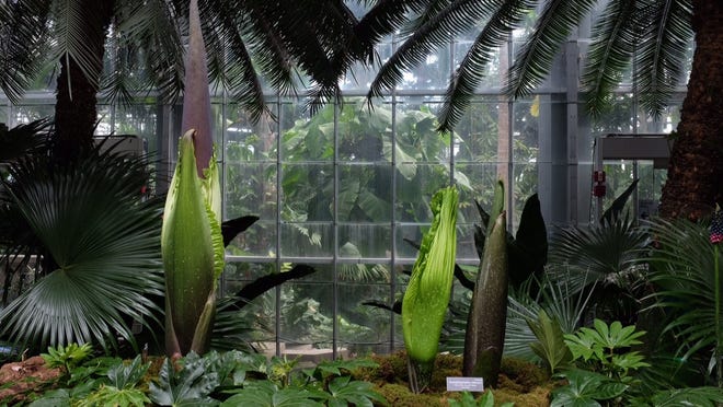 The U.S. Botanic Garden expects three corpse flowers to bloom this week. [ADRIAN HIGGINS/THE WASHINGTON POST]