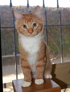 Simon, an orange and white tabby, is a super laid back kitten with a great personality. He's available for adoption at Lodi PALS. [COURTESY]