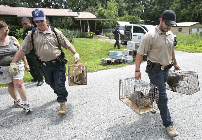 Diana Darnaby, left, can only watch as Marion County Animal Services officers Jeff Kochen, left, and Daniel Rivera carry some of the 50 seized cats from Darnaby's home on July 22, 2015. Darnaby, who hoarded 102 cats, was sentenced to probation for animal cruelty. [File photo]