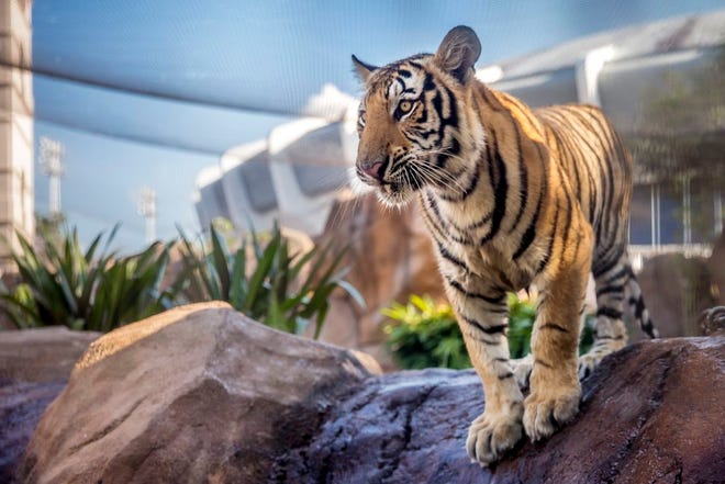 Mike VII
