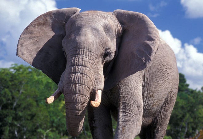 African elephant [ZooMiami promotional photo]