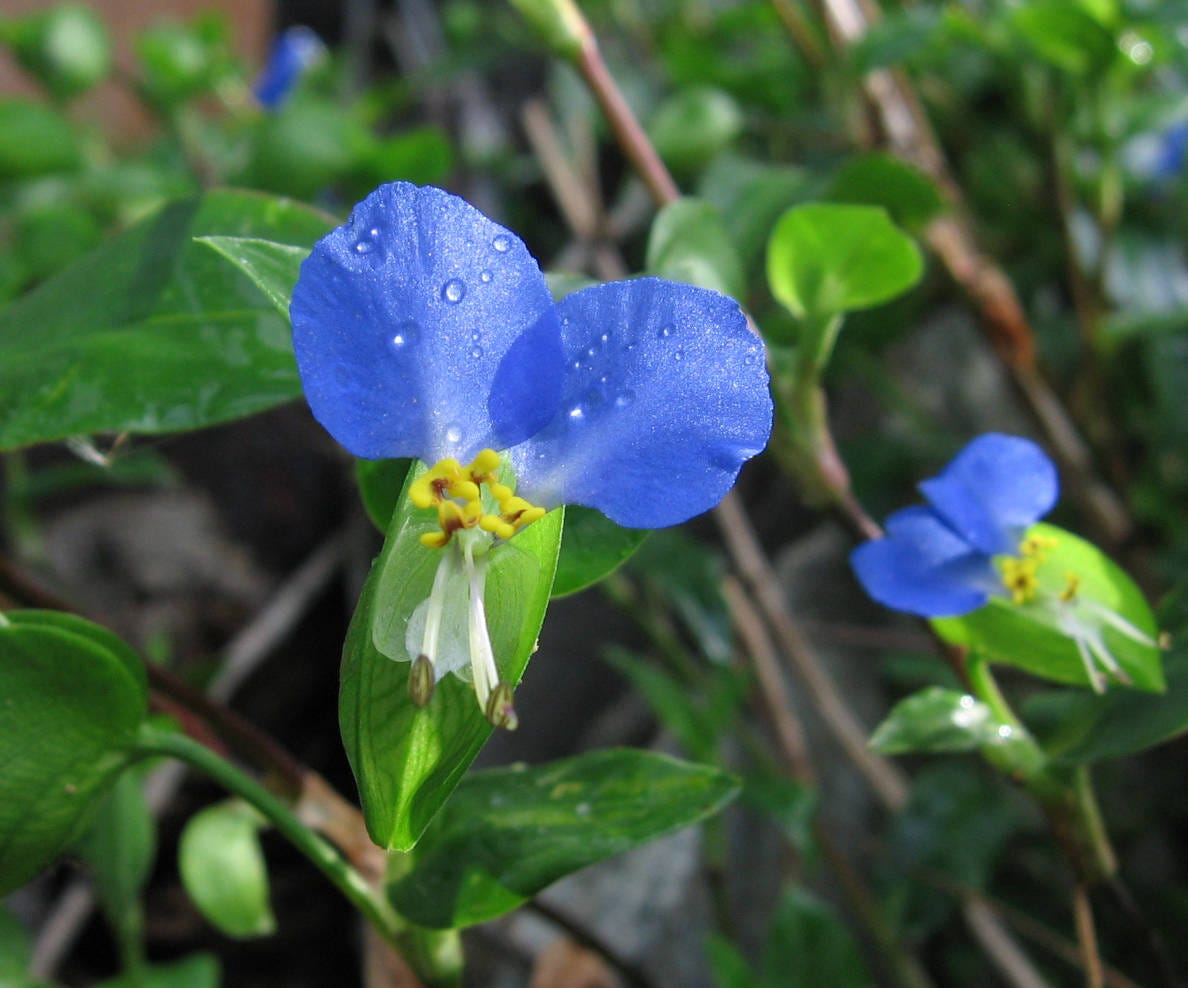 Garden Q&A Is there any way to kill dayflower weeds?