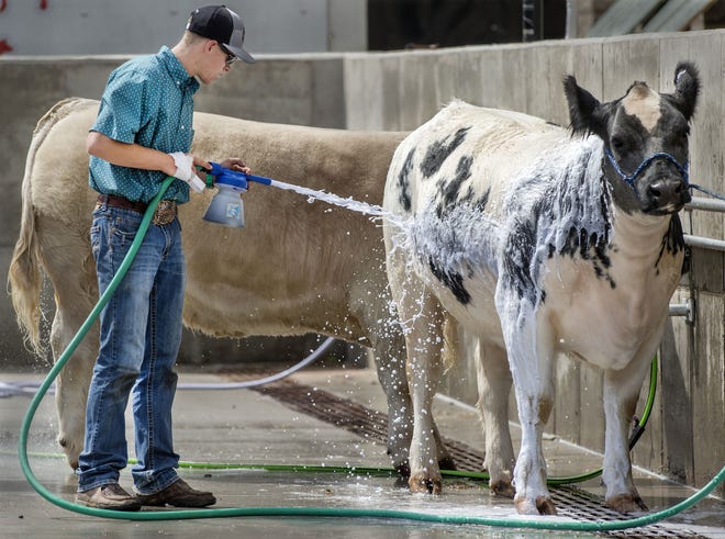 CHIEFTAIN PHOTO/BRYAN KELSEN Brendon Younger, 16, of Monument washes Trixie, his Maine Anjou crossbred heifer, in preparation for a 4-H competition at the 2017 Colorado State Fair.