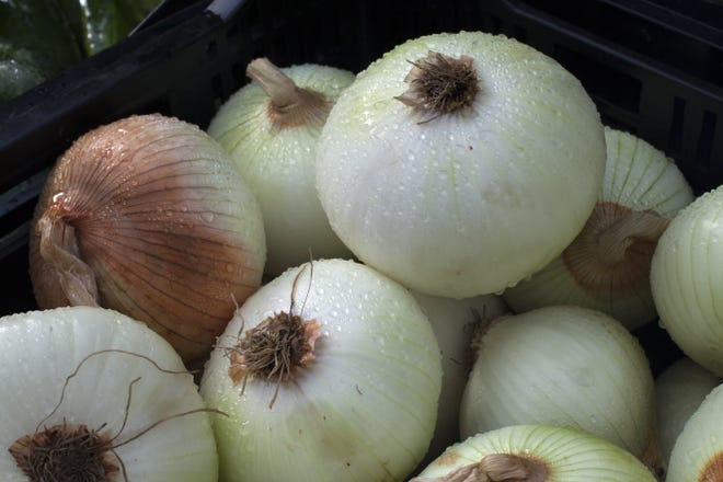 Scientists have studied the onion and found that it contains compounds which help defend the body against a list of ills ranging from colds to cancer. [GATEHOUSE MEDIA FILE]