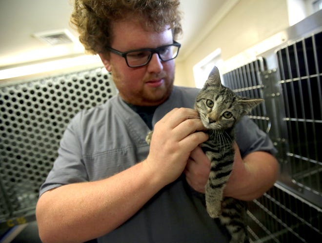 Tyler Moore spends time with a kitten at Cleveland County Animal Control on Tuesday. [Brittany Randolph/The Star]