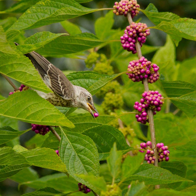 The American beautyberry feeds more than 40 species of birds, including this mockingbird that just plucked a ripe fruit. (Photo by Fitz Clark)
