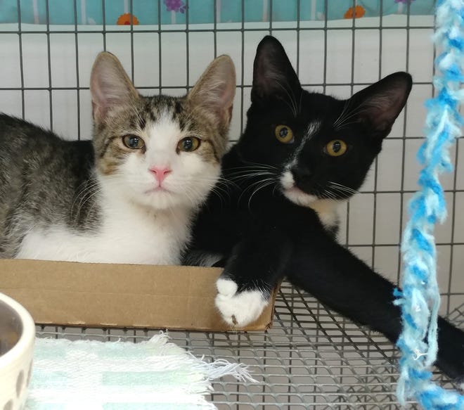 Hamilton and Hermy arrived at our shelter when they were just 7 weeks old. Three months later and they are still looking for their furever home. They would love to find a home together but understand if they have to be separated. They can be kind of shy at first but warm up with food and toys. Besides playing with toys these boys love to cuddle in their bed and boxes. See them at the Humane Society of Lake County.