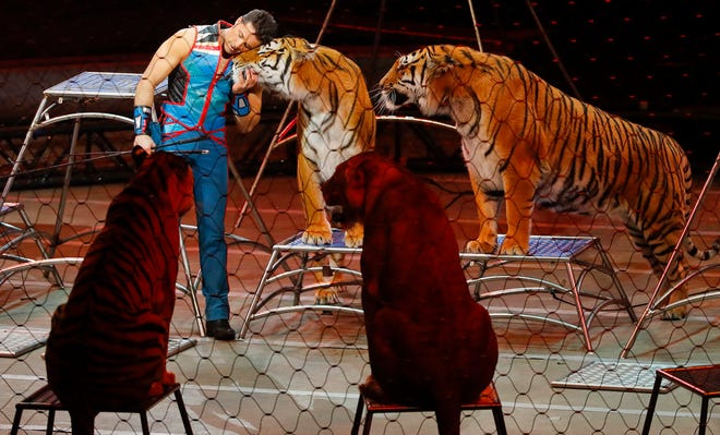 In this Sunday, May 21, 2017 file photo, big cat trainer Alexander Lacey hugs one of the tigers during the final show of the Ringling Bros. and Barnum & Bailey Circus in Uniondale, N.Y. On Wednesday, Sept. 6, 2017, officials said a Bengal tiger owned by Lacey was shot and killed after it escaped from a truck in Georgia on its way from Florida to Tennessee. (AP Photo/Julie Jacobson)