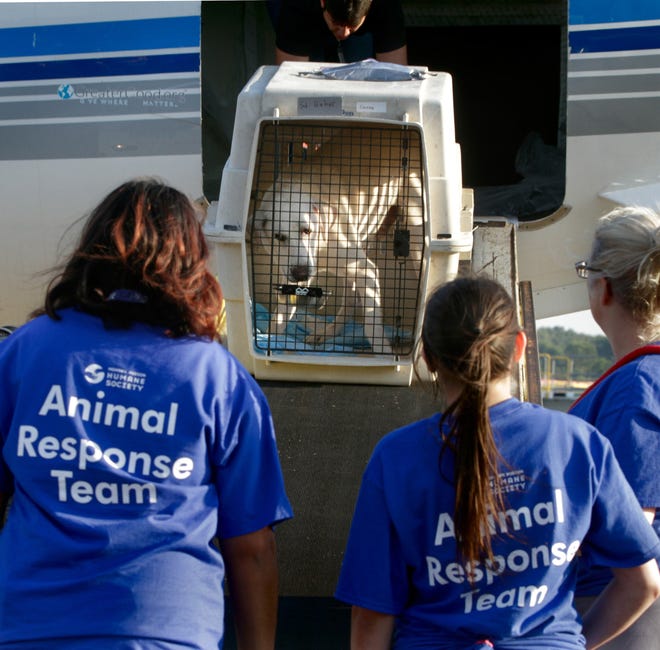 Volunteers and staff from the New York-based Mohawk Hudson Humane Society watch and wait for one of the dogs and cats flown in from Houston at T.F Green Airport on Thursday afternoon. [The Providence Journal / Kris Craig]