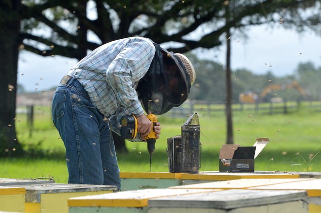 Keith Seifert Jr., owner of Sweet Bee Honey Farm, screws down the lids on his bee boxes in preparation of Hurricane Irma on Saturday in Sorrento. [WHITNEY LEHNECKER / DAILY COMMERCIAL]