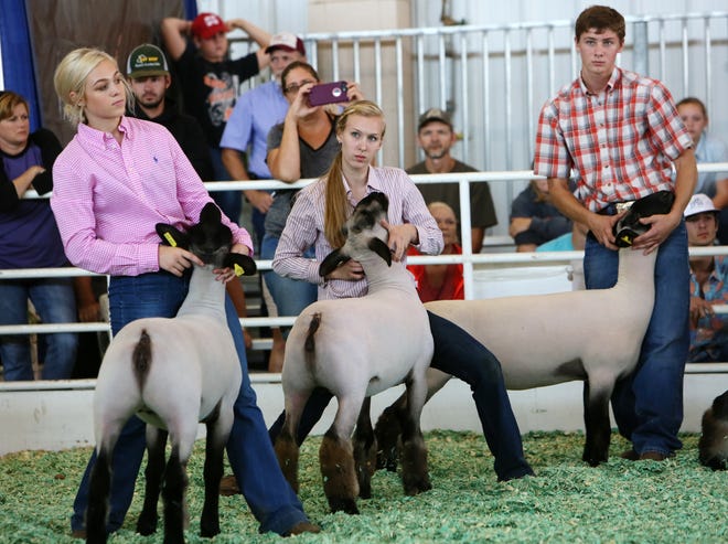 Reilly Stewart, Becca Paine (center), and Judd Nelson compete in the Grand Drive 4-H/FFA Breeding Ewe Show at the Kansas State Fair on Sunday, Sept. 10, 2017, in Hutchinson, Kan. [Lindsey Bauman/HutchNews]