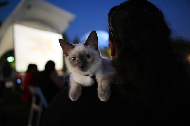 Tymira Pierson sits with her kitten, Kida, during the Cat Video Festival on Sunday. Kida was adopted from the Oklahoma City Animal Shelter, which also had a booth set up during the festival on the Great Lawn of the Myriad Botanical Gardens. [PHOTO BY DOUG HOKE, THE OKLAHOMAN]
