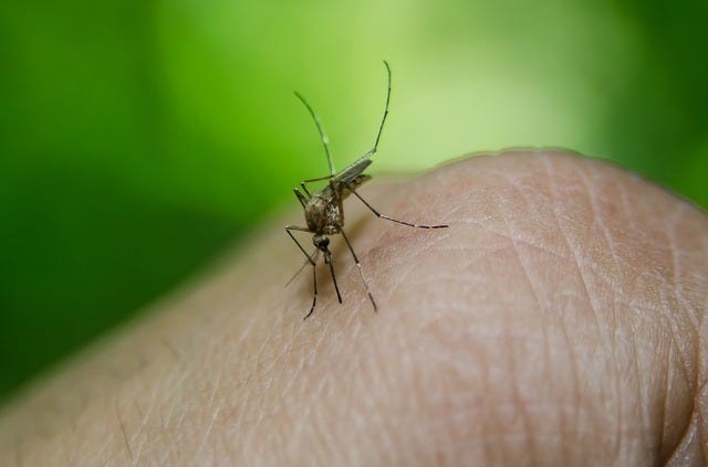 PIXABAY PHOTO

The Tuscarawas County Health Department has reported the county's first probable human West Nile virus case in 2017.