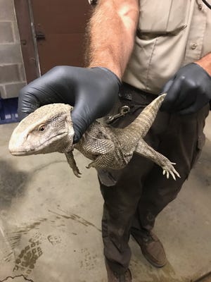 Less than 24 hours after going missing in Kent, the owner claimed this lizard. (Image courtesy of Kent State University Police)