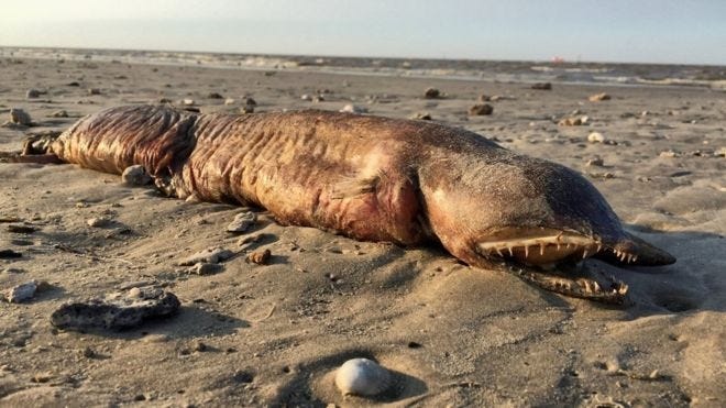 Preeti Desai, social media manager at the National Audubon Society, posted pictures of this creature on Twitter after it washed ashore after Hurricane Harvey, asking, "What the heck is this??" A Smithsonian biologist says it most likely is a fangtooth snake-eel. [TWITTER.COM]