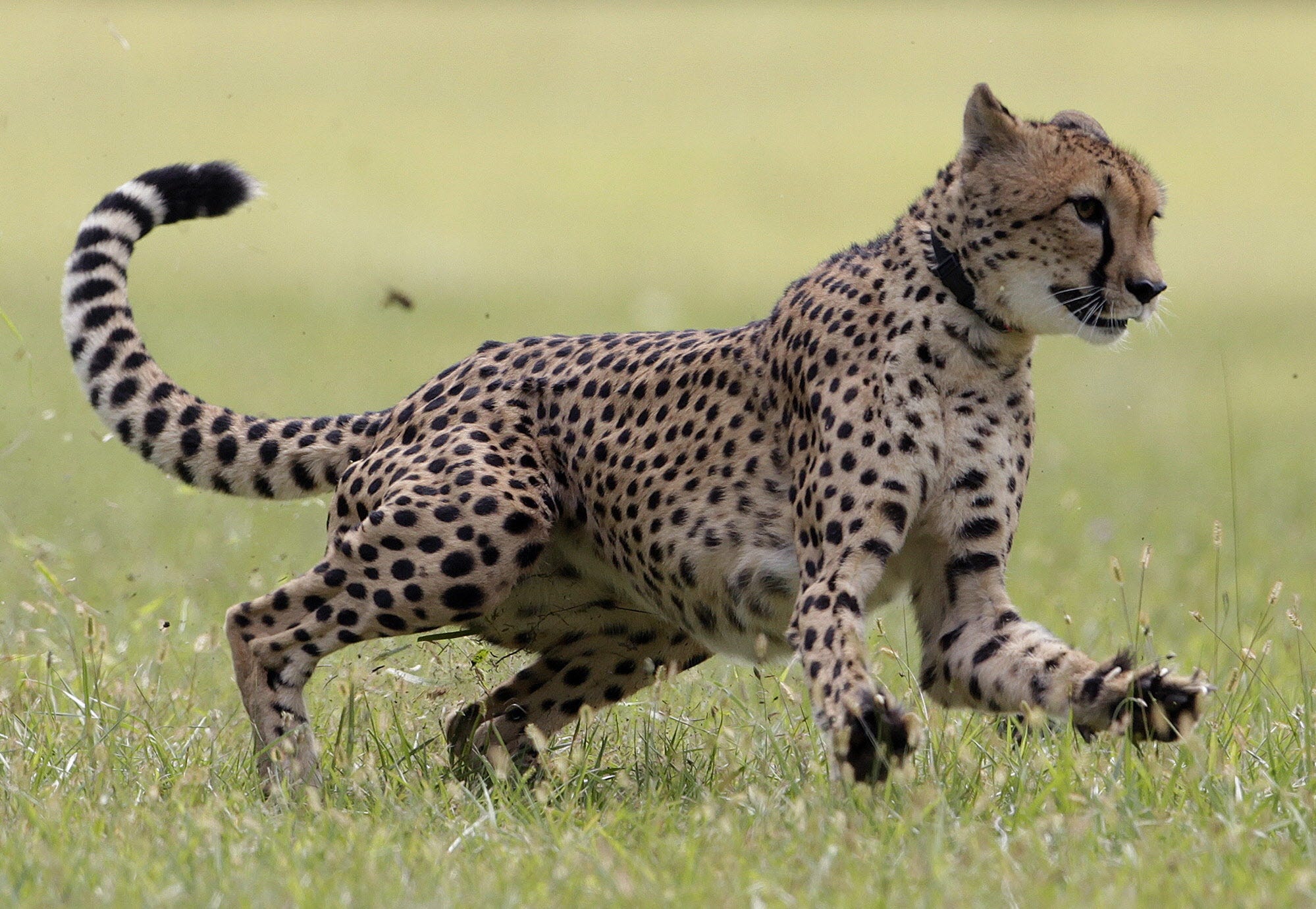 Think you can out-run a bear? Not so fast Think you can out-run a bear? Not so fast