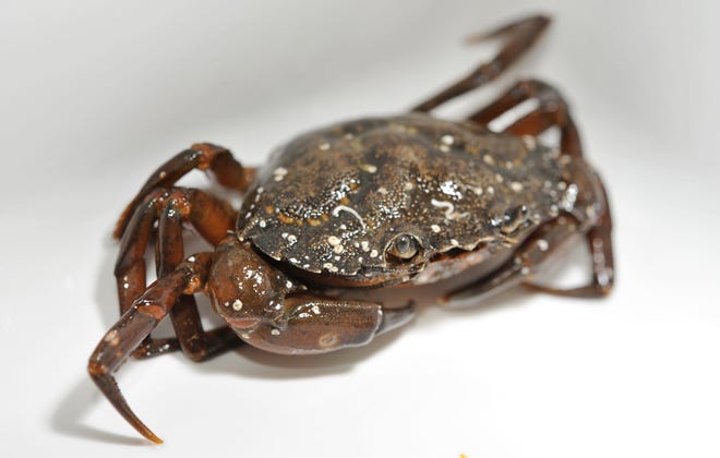 A green crab from Woods Hole Oceanographic Institute scientist Carolyn Tepolt's lab. [Cape Cod Times/Steve Heaslip]