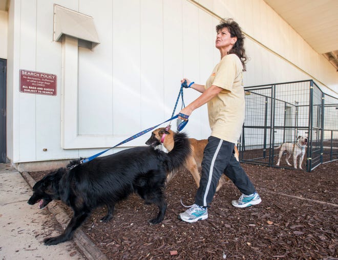 Michelle McShane walks one of her 11 dogs outside of an evacuation shelter in Pensacola on Wednesday. McShane did not want to leave her pets behind as Hurricane Irma threatened most of the Florida peninsula. [GREGG PACHKOWSKI/PENSACOLA NEWS JOURNAL]
