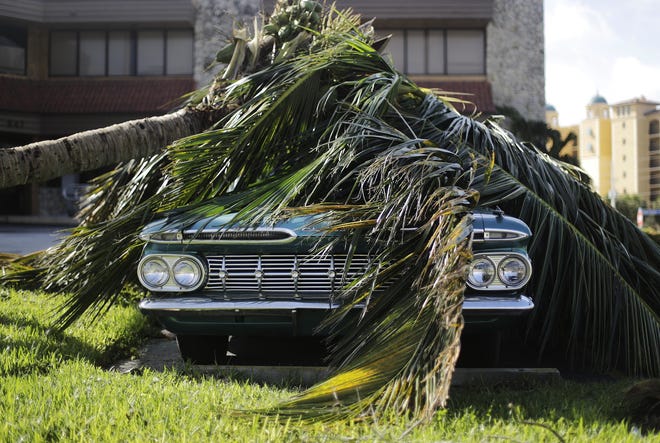 A Chevrolet Bel Air classic car sits under a fallen palm tree from Hurricane Irma in Marco Island on, Monday, Sept. 11, 2017. [THE ASSOCIATED PRESS / DAVID GOLDMAN]