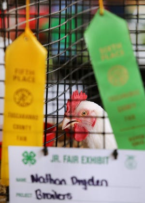 TIMES-REPORTER PAT BURK

One of the prize-winning broiler chickens, raised by Nathan Dryden, peers out from its cage at the Tuscarawas County Fair Tuesday at the fairgrounds in Dover.