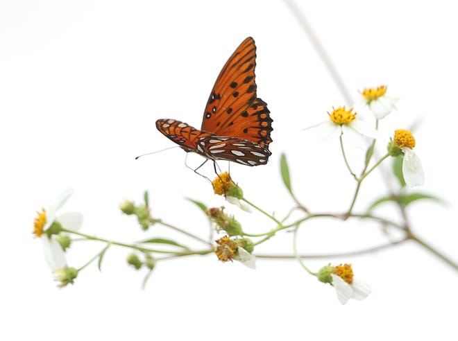 A Gulf fritillary perches on a wildflower Friday on West Beach Drive. The butterflies are migrating south for the winter. [PATTI BLAKE/THE NEWS HERALD]