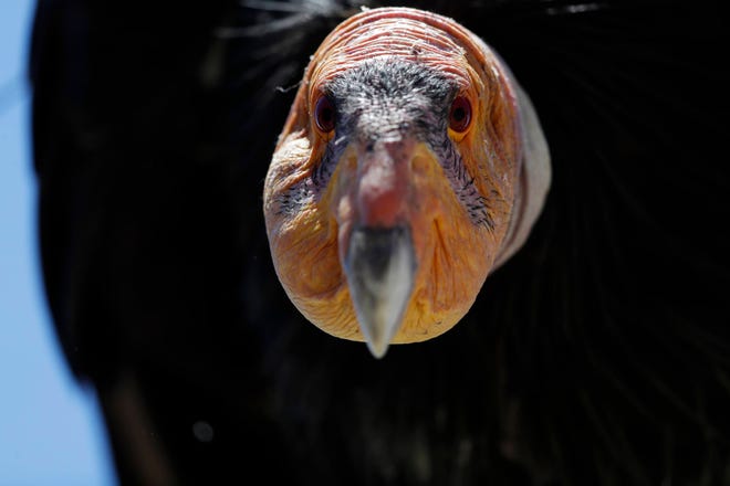 In this Wednesday, June 21, 2017 photo, a California condor sits in the Ventana Wilderness east of Big Sur, Calif. Three decades after being pushed to the brink of extinction, the California condor is staging an impressive comeback, thanks to captive-breeding programs and reduced use of lead ammunition near their feeding grounds. (AP Photo/Marcio Jose Sanchez)