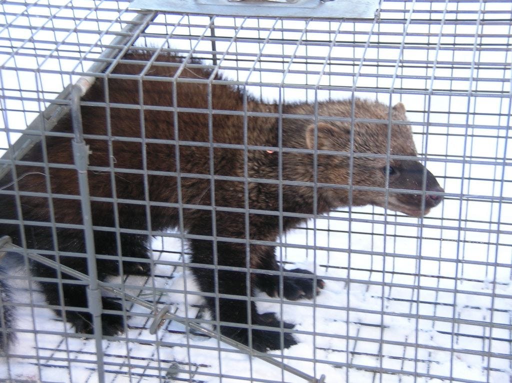 Bridgewater, you can relax, even with fisher cats around