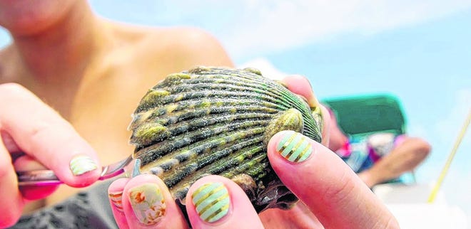 After an algae bloom canceled most of the Gulf County scallop season, the Florida Fish and Wildlife Conservation Commission has annouced a 16-day season will open Sept. 23. [NEWS HERALD FILE PHOTO]