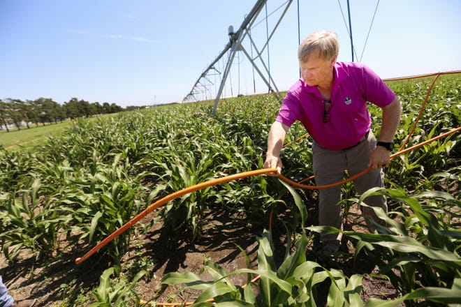 Tom Willis moves a Dragon Line irrigation hose on one of his irrigation systems south of Garden City Tuesday, July 19, 2016. The Dragon Lines deliver the water directly to the ground which helps stop evaporation of the water.