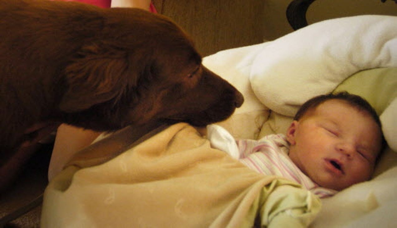 How Do You Tell If A Dog Is Jealous Of A Baby