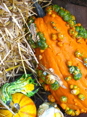 This Sept. 26, 2010 photo shows hard-shelled squash varieties in a Halloween display near Stockbridge, Mass. Be careful when harvesting winter squash. These hard-shelled vegetables are fragile and can be easily damaged. (Dean Fosdick via AP)