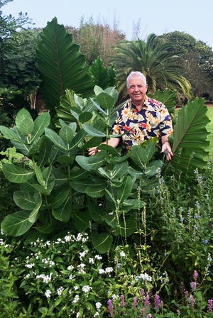 Norman Winter stands by a 5-foot giant milkweed with leaves as big as a rubber tree at the Coastal Georgia Botanical Gardens. (Photo by Chazelle Valtierra)